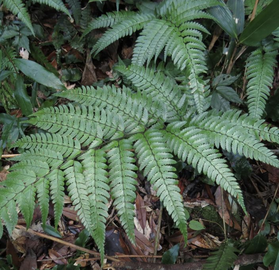  p>中华复叶耳蕨(学名: i>arachniodes chinensis /i> (rosenst.