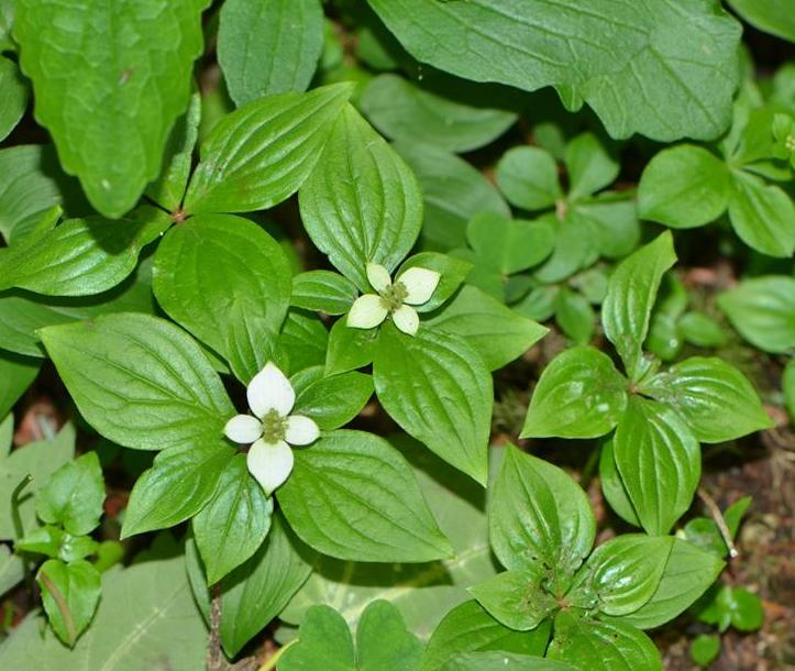  p>草茱萸(学名: i>cornus canadensis /i> linnaeus)是山茱萸科,草