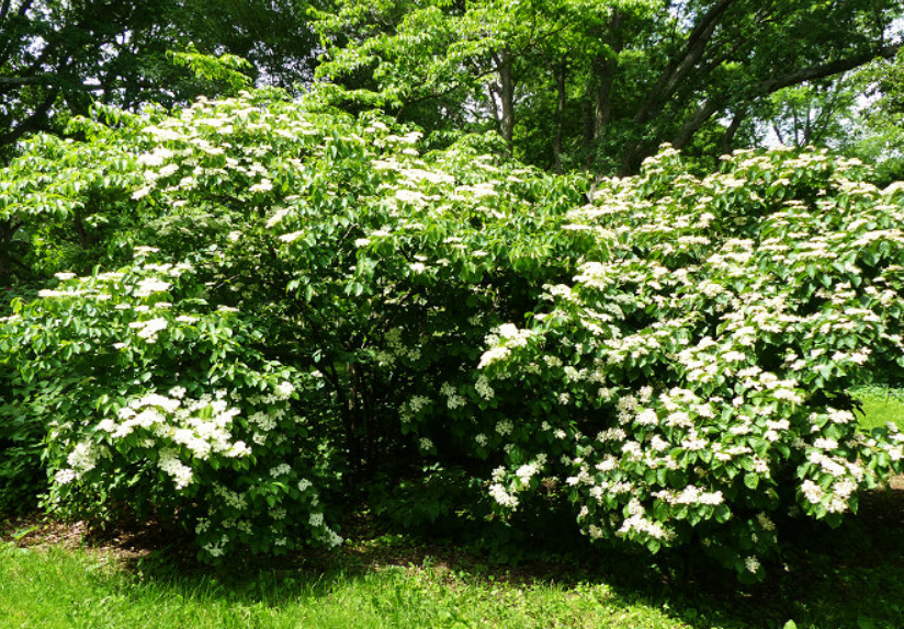  p>陕西荚蒾(学名: i>viburnum schensianum  /i>maxim.