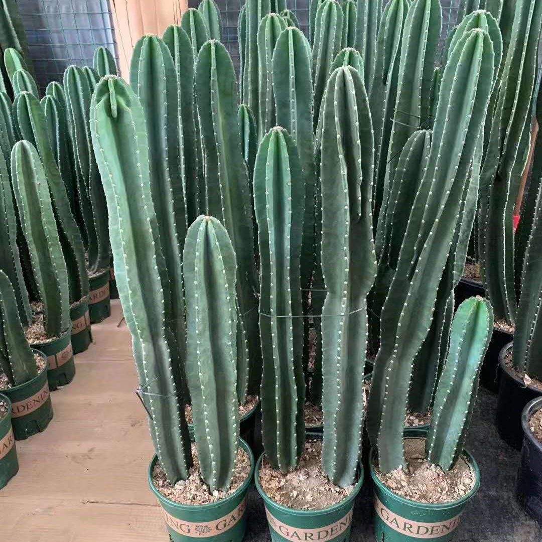 costaricensis /i> britton & rose)是仙人掌科量天尺属植物