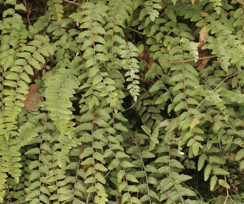 tryon)是裸子蕨科,金毛裸蕨属植物.