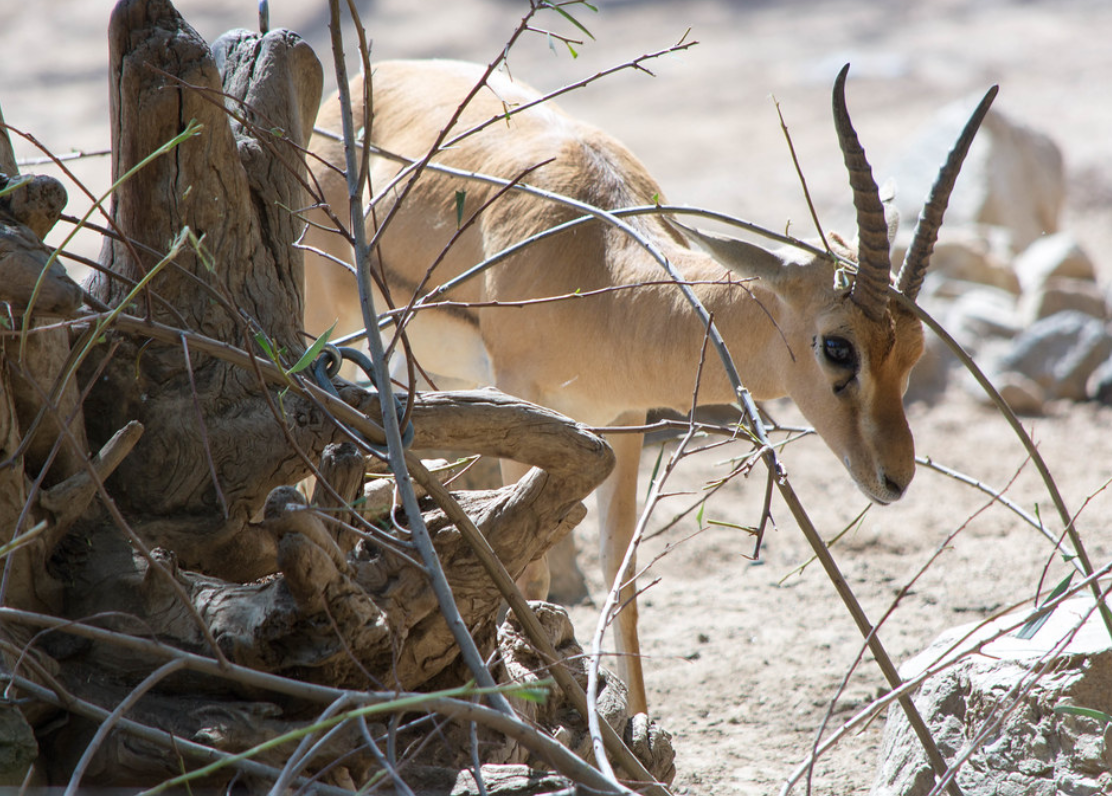  p>赤额瞪羚(学名: i>eudorcas rufifrons /i>):是偶蹄目,牛科,瞪羚属