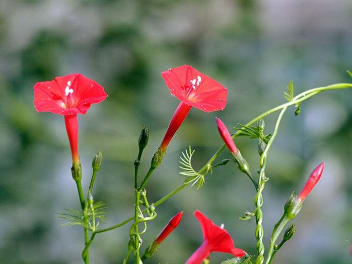 植物中最特殊的一种类群 它们必须依附在它物上才能生长 百科ta说