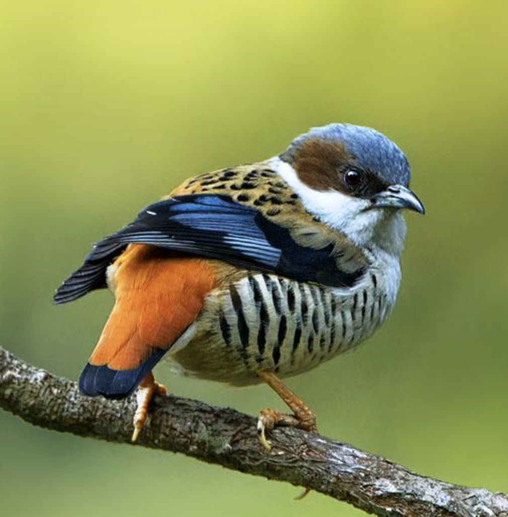  p>栗背奇鹛(学名: i>heterophasia annectens /i>)是画眉科,奇鹛属