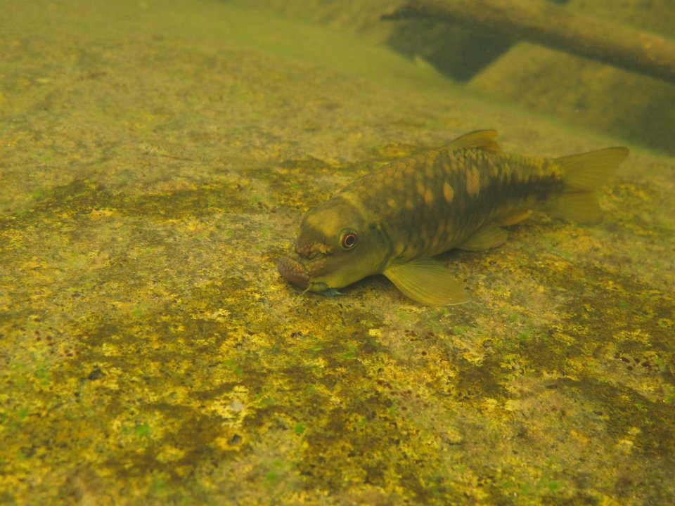  p>墨头鱼, i>garra pingi pingi  /i>(tchang, 1929) ,鲤形目, a