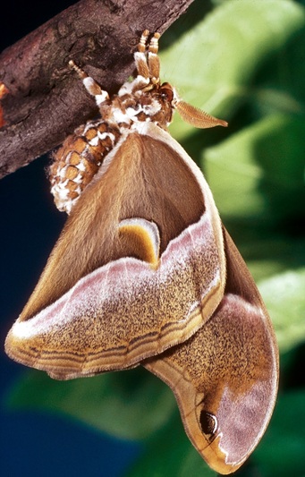  p>角斑樗蚕蛾(samia cynthia watsoni fldrr)是鳞翅目大蚕蛾科樗蚕蛾