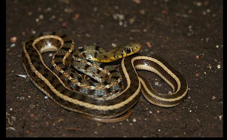  p>草腹链蛇(学名:amphiesma stolata)为 a href="#">蛇亚目 /a> a