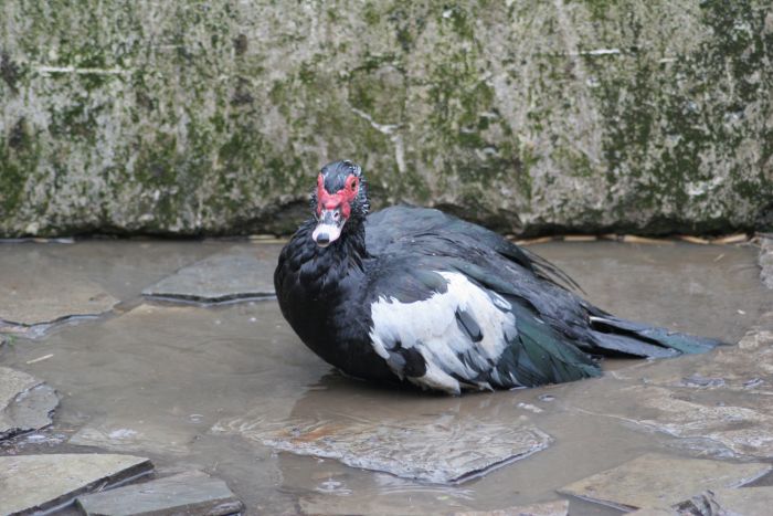  p>火鸭,学名-疣头鸭,南方对其俗称火鸭,北方对其俗称火雁,该物种源于