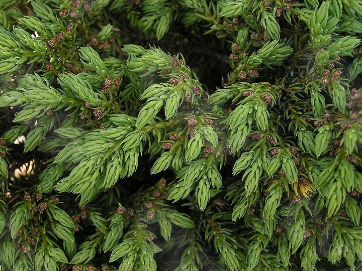 为高山上部的水土保持树种,是 a>松衫纲 /a>,柏科,刺柏属的一种匍匐