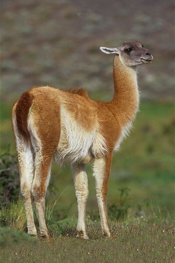  p>原驼(学名: i>lama guanicoe /i>)是一种温顺的 a target="_blank"