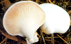  p>白黄侧耳又称美味侧耳,紫孢侧耳.子实体中等大至较大.