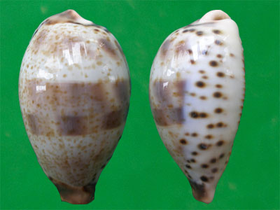  p>黑齿宝螺(学名:contradusta pulchella pulchella)是 a href="#">