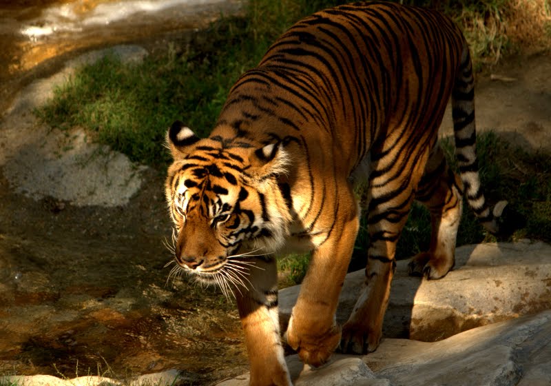  p>洛杉矶动物园位于5号高速公路和134号高速公路交界处的 a target="