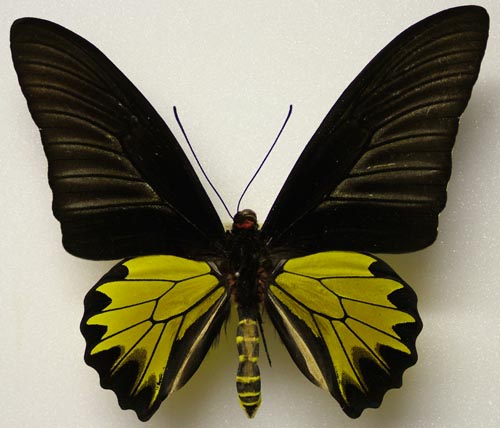  p>金裳凤蝶台湾亚种(学名:troides aeacus formosanus)是凤蝶科裳