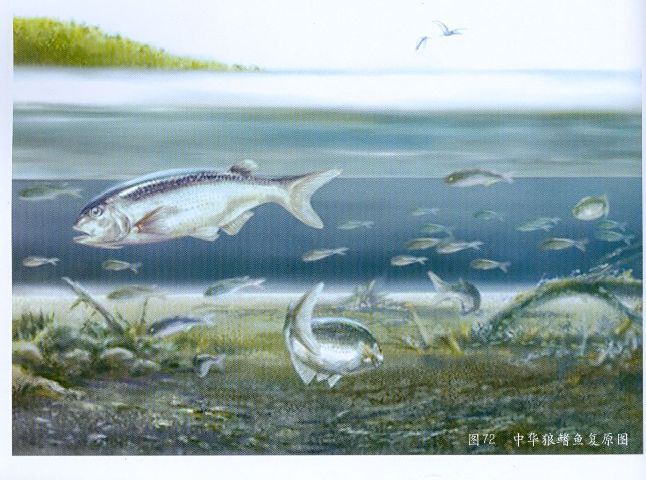  p>狼鳍鱼是原始的 a href="#" data-lemmaid="8722458">真骨鱼类 /a>