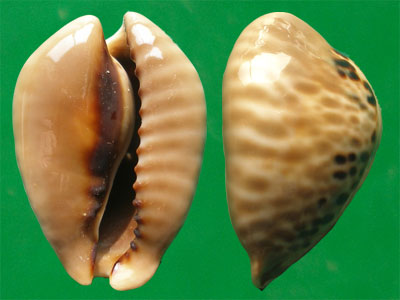  p>鼠宝螺(学名:muracypraea mus mus)是 a tar