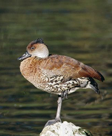  p>西印度树鸭(学名: i>dendrocygna arborea /i>)为 a href="#">雁形