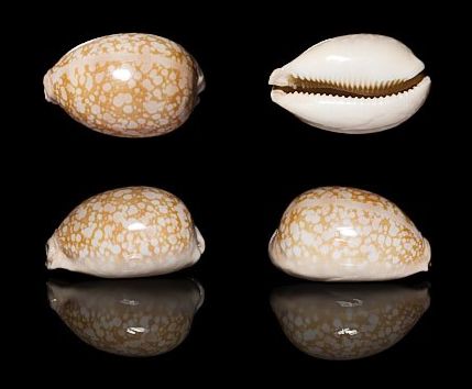  p>云斑宝螺(学名:lyncina nivosa nivosa)是腹足纲宝螺科的 a href="