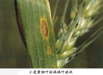小麦黄斑叶枯病