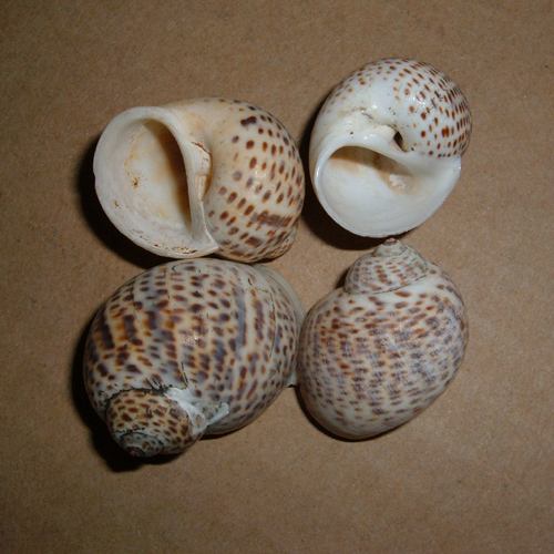 壳黄白色,布满紫褐色斑点.基部白色,壳顶紫色.壳口卵圆形,内青白色.外