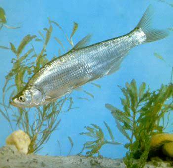  p>鱼类,属鲤形目,鲤科,鲌亚科,原鲌属.