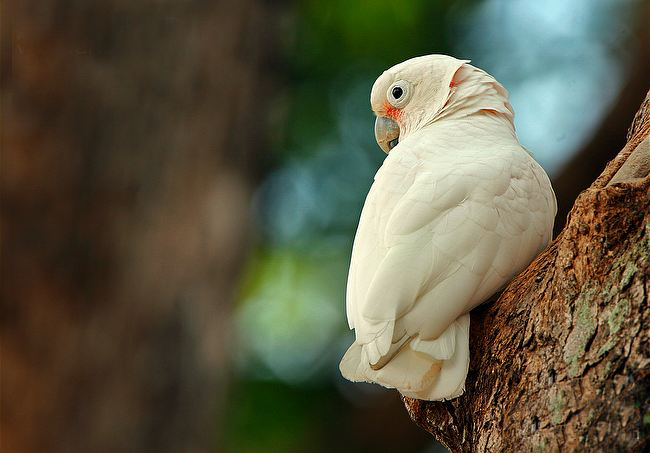 戈芬氏凤头鹦鹉