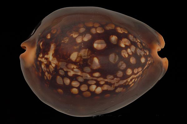  p>龟甲宝螺(学名: i>mauritia mauritiana /i>):头部发达呈筒状而稍