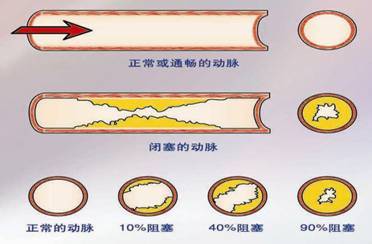 血管（器官组织）_百度百科
