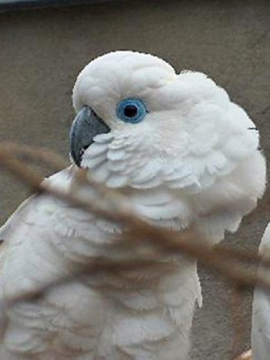  p>蓝眼凤头鹦鹉(学名: i>cacatua ophthalmica /i>)是 a href="#">鹦