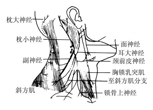 副神经