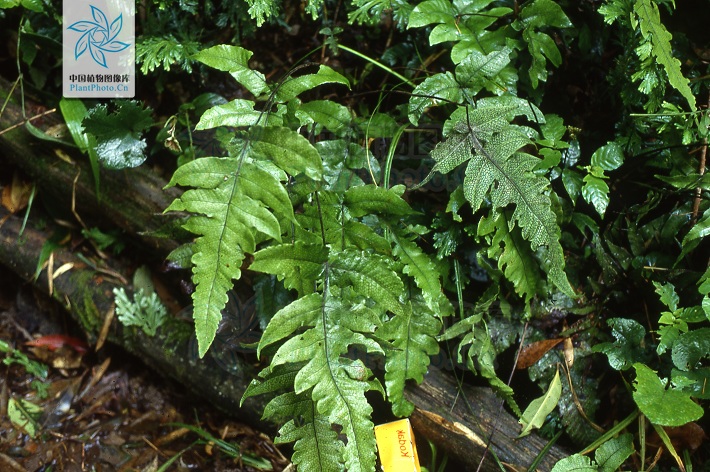 smith),为金星蕨科植物羽裂圣蕨的根茎,具有补脾和胃功效. /p>