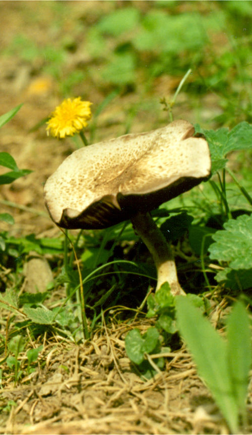  p>麻脸蘑菇又名麻脸菇,子实体大或较大.