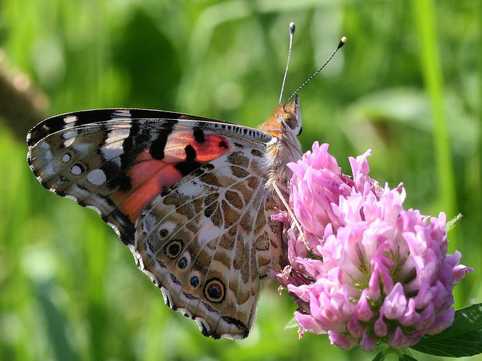  p>小红蛱蝶(学名: i>vanessa cardui /i>)是蛱蝶科红蛱蝶属的一种