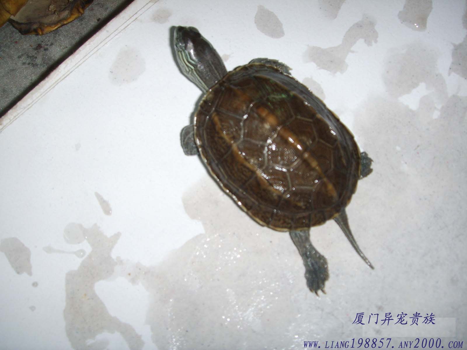 以下简称花草杂,是中华花龟和中华草龟杂交产生的个体,是最为常见