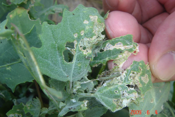 sticticalis ), a target="_blank" href="/item/螟蛾科/6244151"