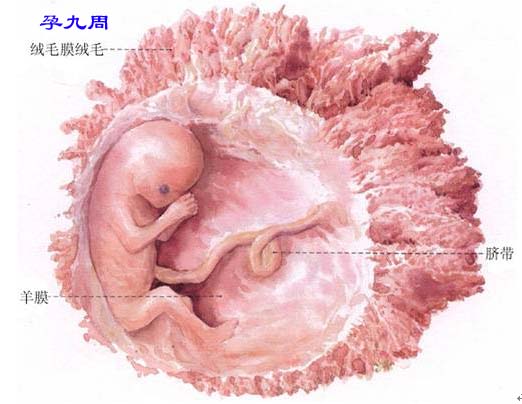 href="#" data-lemmaid="15421816">胚胎 /a>(原肠胚期之前)或原始