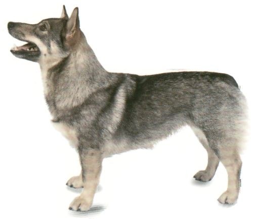 瑞典瓦汉德犬