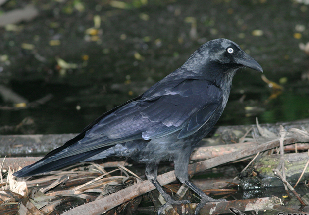  p>鸦属(学名: i>corvus /i>):是鸟纲,鸦科的 a href="#" data-lemma