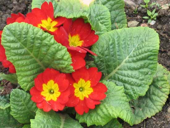  p>四季报春(学名:鄂报春,拉丁学名:primula obconica)是一种多年生