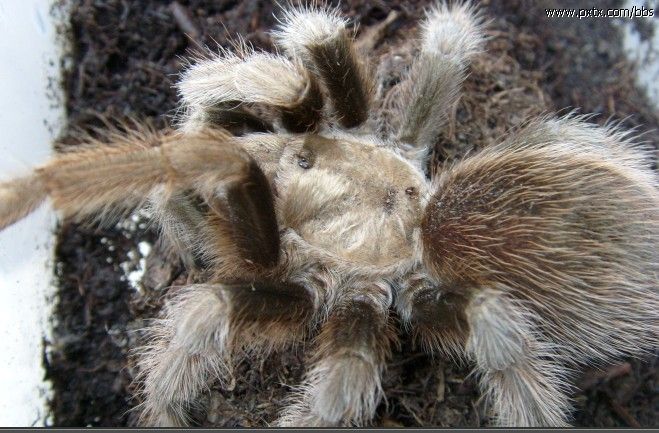  p>墨西哥金背(学名:aphonopelma chalcodes)是一种有毒的大型 a href