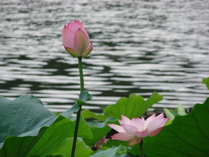 中国宝应荷藕节
