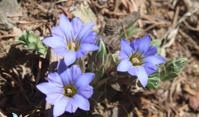  p>粗根龙胆(学名: i>gentiana callistantha /i> diels et gilg)