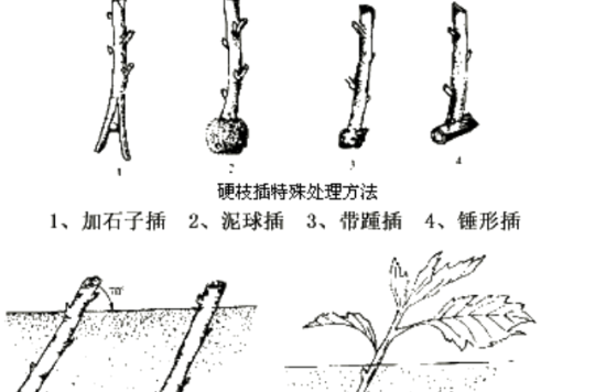  p>营养繁殖是 a href="#" data-lemmaid="8098599">植物繁殖 /a>方式