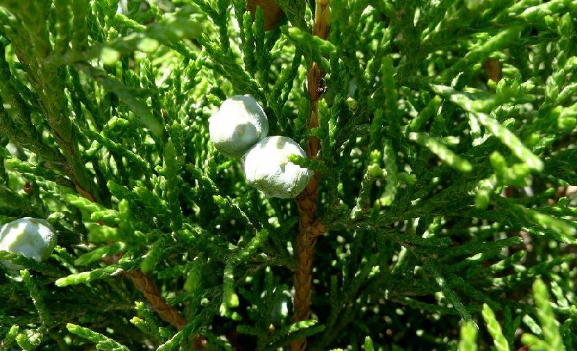  p>塔枝圆柏(学名: i>juniperus komarovii  /i>florin)是柏科刺柏属