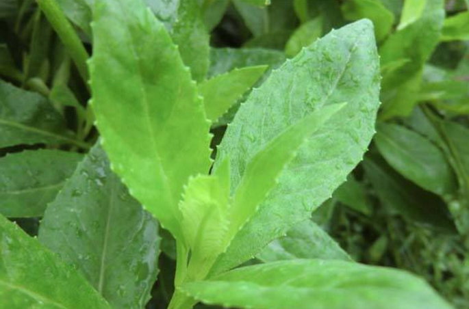  p>平卧菊三七(学名: i>gynura procumbens /i> (lour.) merr.