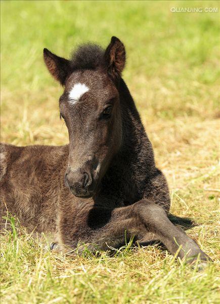 href="#" data-lemmaid="10530701">马种 /a>,约在1200年前由北欧运到