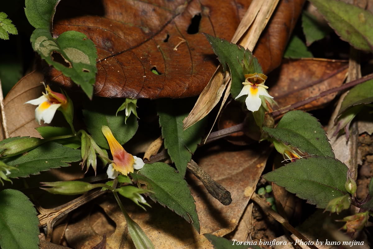  p>二花蝴蝶草(学名: i>torenia biniflora /i>),为玄参科蝴蝶草属下