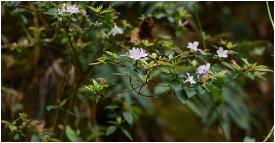 ="gnasb42qbq">酒瓶花, a target="_blank" href="/item/中药/295975"