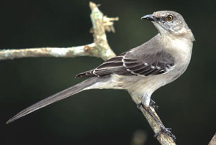  p>岛王鹟,属脊索动物门  a target="_blank" href="/item/脊椎动物亚