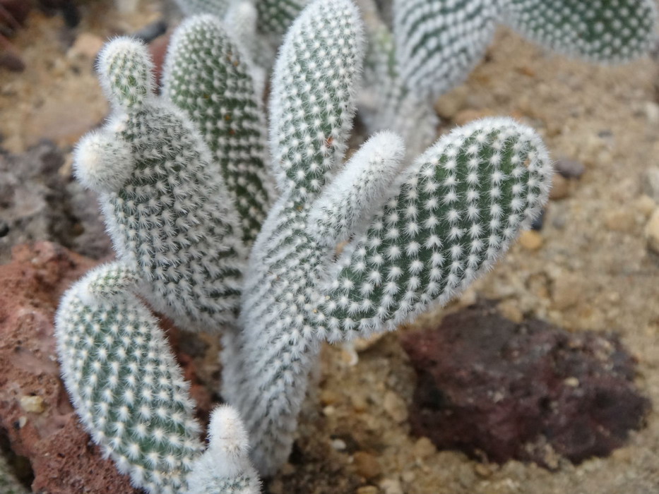  p data-id="tbjbq4cfebpd">白毛掌是仙人掌科仙人掌属植物.